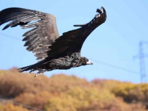 Nesli tehlike altında olan Kara Akbabalar Bayburt’ta görüntülendi