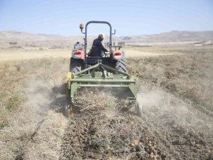 Faydalı böcek yetiştiriciliği için ekilen patatesler hasat ediliyor