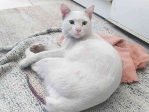 Kedinin kuyruğunu çelik telle bağladılar