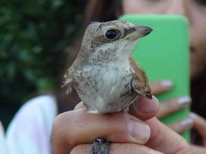 Üniversiteli gençler, doğada kuşların yaşamını öğrenmek için bir araya geldi
