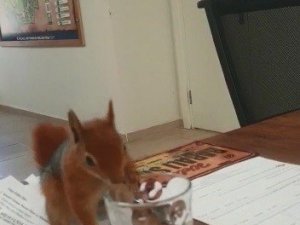 Nesli tükenen sincabın en tatlı halleri