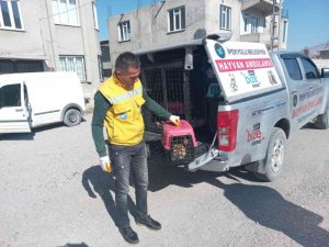 Pencerenin demir korkuluklarına sıkışan kedi kurtarıldı