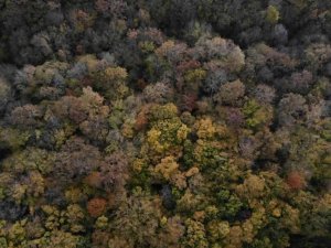 Istranca ormanlarında sonbahar güzelliği