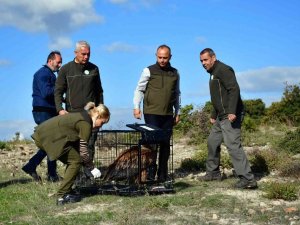 Göç yolunda yorulan kızıl akbaba doğaya salındı