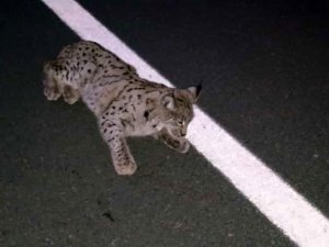 Yaralı vaşak tedavisinin ardından doğaya bırakıldı