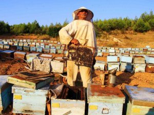 TAB Başkanı Ziya Şahin: “Arı yoksa tarım çöker”