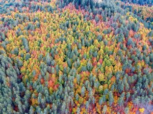 Sonbaharın yeni adresi: Kırksu Yaylası