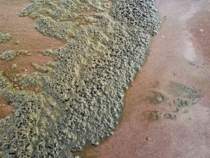 İngiltere hükümeti denizlere dökülen kanalizasyon atıkları için önlem alacak