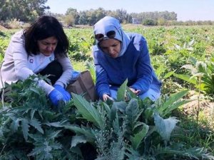 Enginar zararlarıyla mücadele devam ediyor
