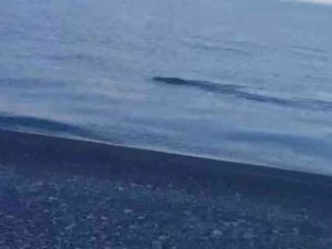 Yaban domuzunu ‘Van Gölü Canavarı’ sandılar