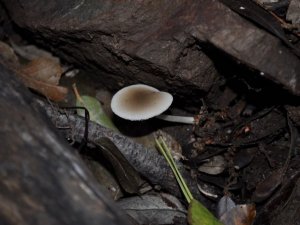 Kuşadası’nda yeni bir mantar türü daha keşfedildi