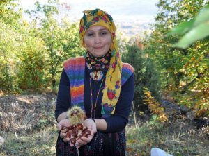 Bin 300 rakımda kestane hasadı