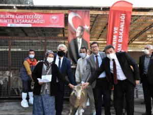 Yangınlarda zarar gören çiftçilere koyun desteği