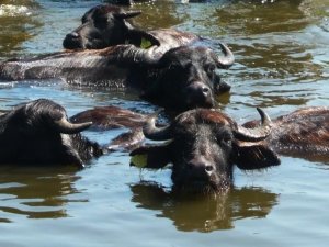 Manda ve manda ürünlerinin katma değeri arttırılıyor