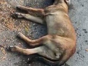 Mahmudiye’de köpek zehirlenmelerine tepki