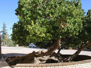 Kadir Gecesi’nde secde ettiği rivayet edilen dut ağacının hikayesi herkesi şaşırtıyor