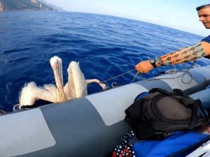 Hatay’da denizde bulunan yaralı pelikan tedavi altına alındı