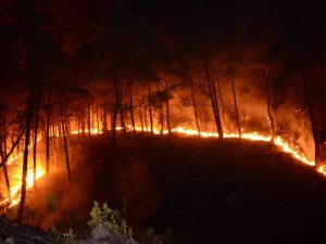 Bursa’da 7,5 milyon fidan toprakla buluşacak