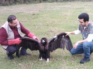 Nesli tehlikede olan kara akbaba Düzce’de mola verdi
