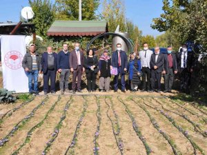 Safran üretiminde olumlu sonuç