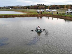 Çökertme havuzunda mahsur kalan anaç balıklar kurtarıldı