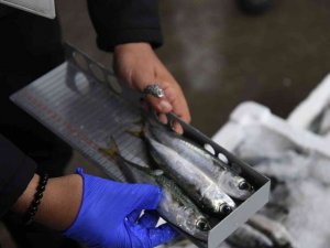 Kayseri’de yasal boy limitinin altında bin 400 kilo istavrite el konuldu