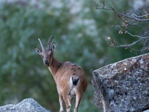 Tunceli’de  dağ keçileri yavruları ile görüntülendi