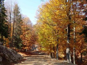 Adana’nın Yirce kayın ormanında muhteşem sonbahar renkleri