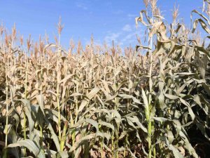 Ankara Büyükşehir Belediyesinden hayvancılığa destek