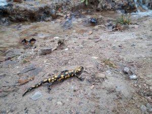 Tunceli’de benekli semender görüntülendi
