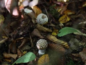 Doç. Dr. Gülin Renda: ”Zehirli ve zehirsiz mantarı ayırmak çok zor”