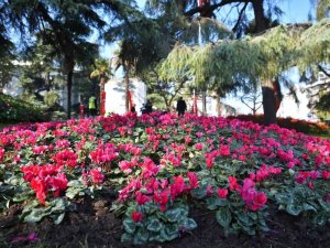 Bursa kışın da çiçek bahçesi