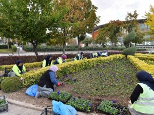 Başkent yerli üreticilerden satın alınan kış çiçekleri ile süsleniyor