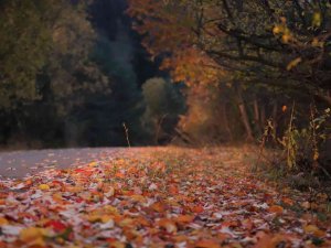 Sonbaharda Posof tablo gibi