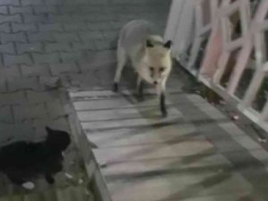 Kedi ile tilki ekmeği bölüşemedi, o anlar kameraya yansıdı