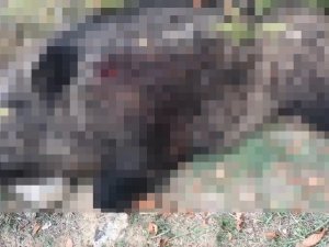 400 kiloluk domuzu vurunca ’bu kesin haber olur’ dediler