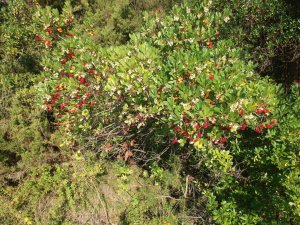 Faydasını bir ’bileydin’