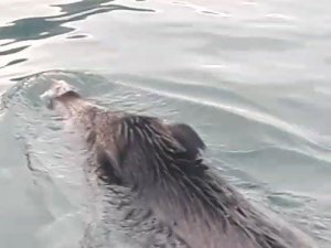 Bu kez denizden balık değil ’yaban domuzu’ çıktı