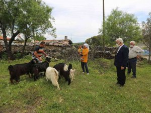 Büyükşehir’den 126 kadın üreticiye Kıl Keçisi desteği