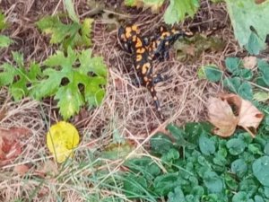 Adana’da nesli tükenmekte olan "Türk semenderi" bulundu