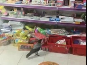 Kırtasiyeye giren karganın pinpon topu ile imtihanı