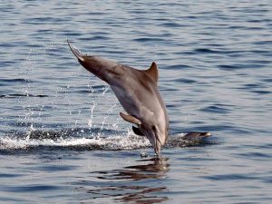 Karadeniz’de balık stoklarını tükettikleri iddiasıyla suçlanan yunus ve köpek balıkları aklandı