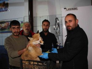 Otomobilin çarptığı tilkiyi tedavi ettirdiler