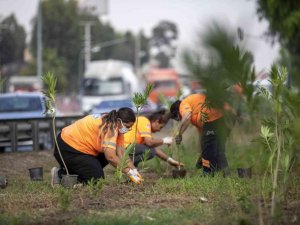 Kadınların ürettiği zakkumların refüjlere dikimi başladı
