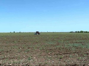Diyarbakır ve çevresinde etkili olan yağışlar çiftçinin yüzünü güldürecek