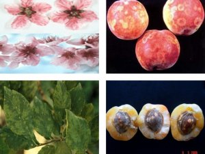 Önlemler şarka virüsünü Malatya’dan uzak tuttu