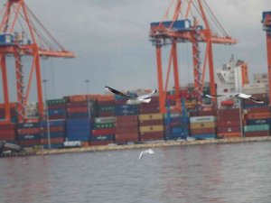 Martıların yağmurlu havada görsel şöleni