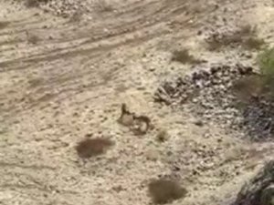 Elazığ’da yaban keçileri tarihi Harput Kalesine indi