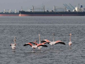 ’İzmit çocuğu’ flamingolar göç etmiyor
