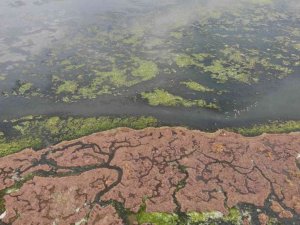 Deniz marulu bu kez İnciraltı’nda görüldü